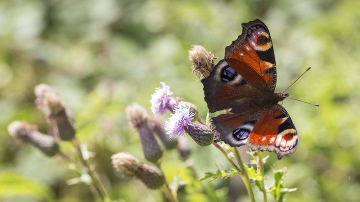 Close up of a butterfly on a wildflower on the Bath Skyline